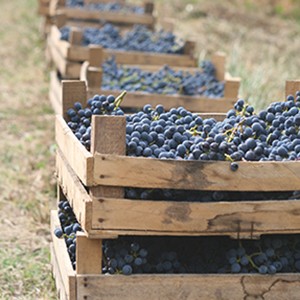 Weibel Weine | Barbera