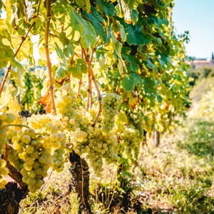 Weibel Weine | Chardonnay